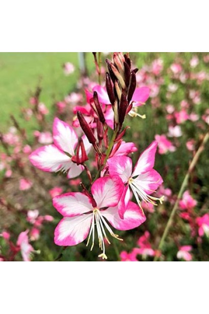 Гаура Ліндхеймера ’Розі Джейн’ в садовому центрі